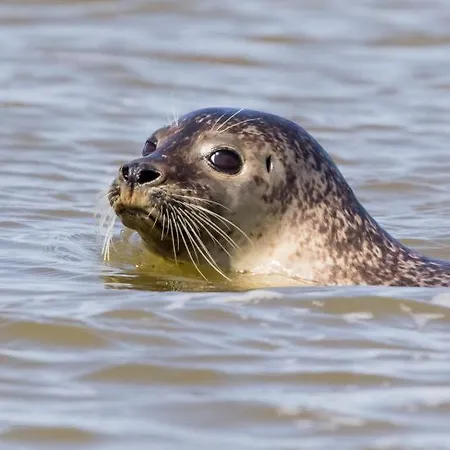 Paddle - Vue - 100m *